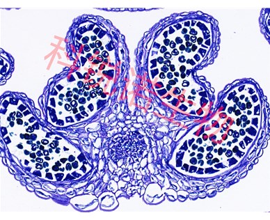 植物花药甲苯安蓝染色