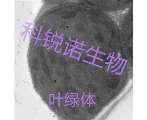 叶绿体